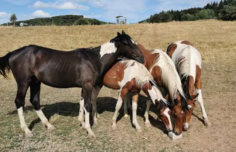 Paint Horse Jungpferde auf der Weide
