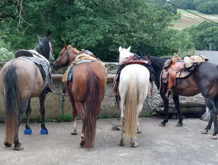 gesattelte Pferde vor dem Abritt