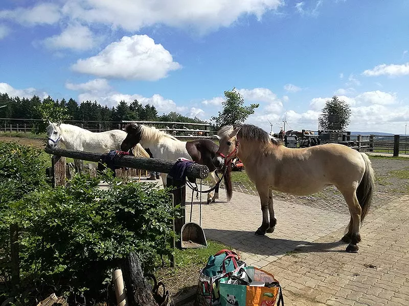 Pferde am Anbindebalken