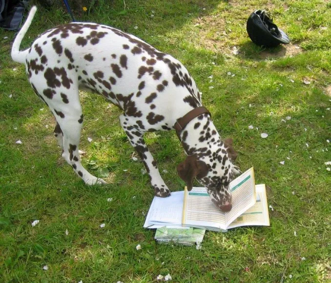 Hund liest Eifel zu Pferd-Broschüre