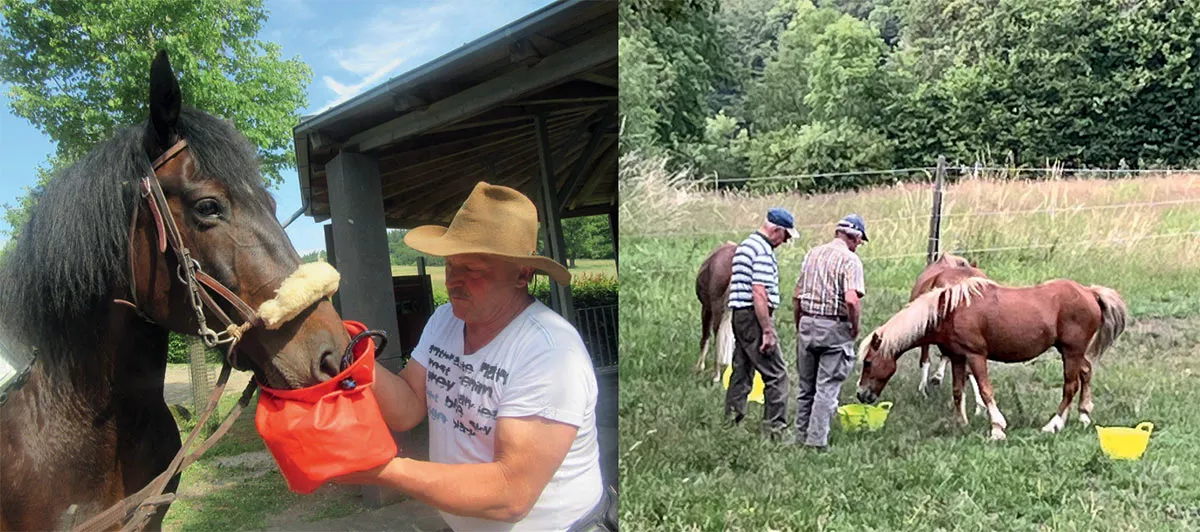 Gäste beim Füttern der Pferde im Paddock