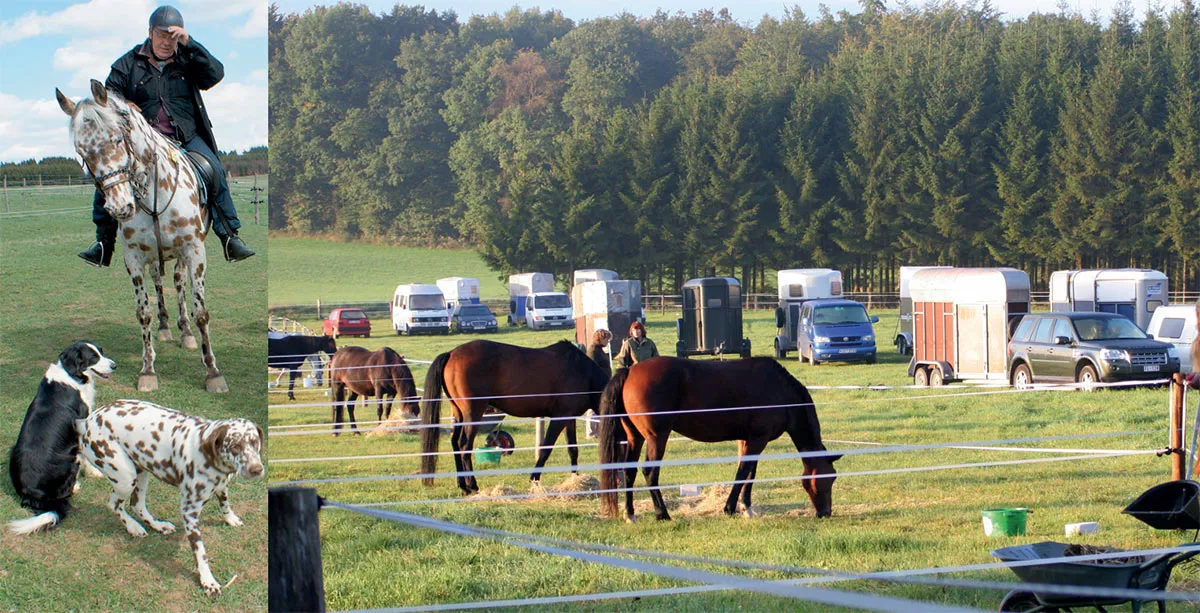 Reiter mit 2 Hunden, Pferde in Paddocks