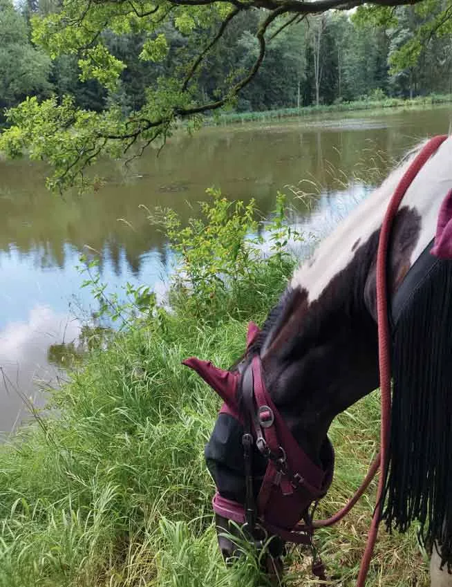 Pferd grast neben einem Teich
