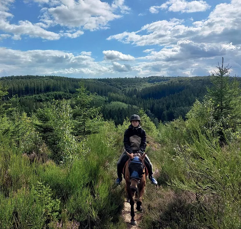 Reiterin auf Waldweg vor Bergpanorama