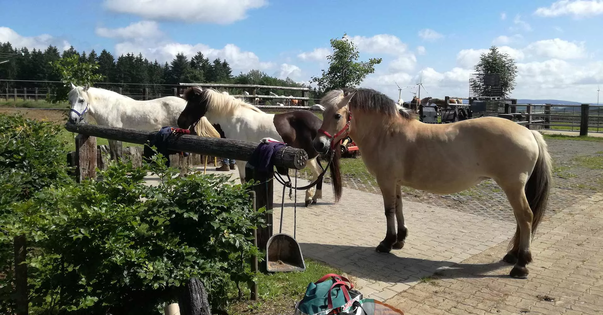 Pferde am Amnbindebalken