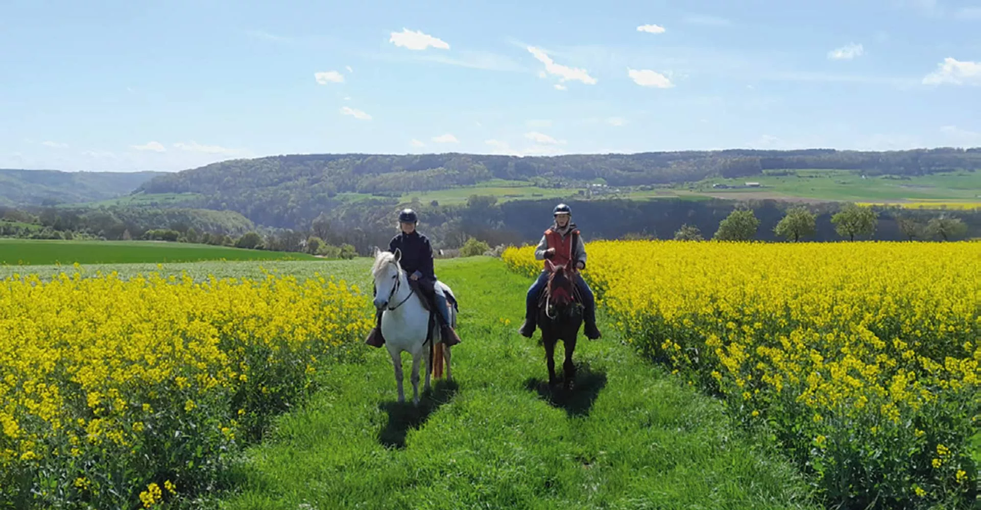 2 Reiterinnen zwischen Rapsfeldern